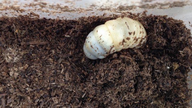 カブトムシの幼虫が土の上に出てくる原因と対処法 6月7月は要注意 コスメ生活