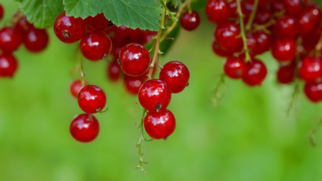 トニーモリーのティントリップは口コミいいしおすすめ